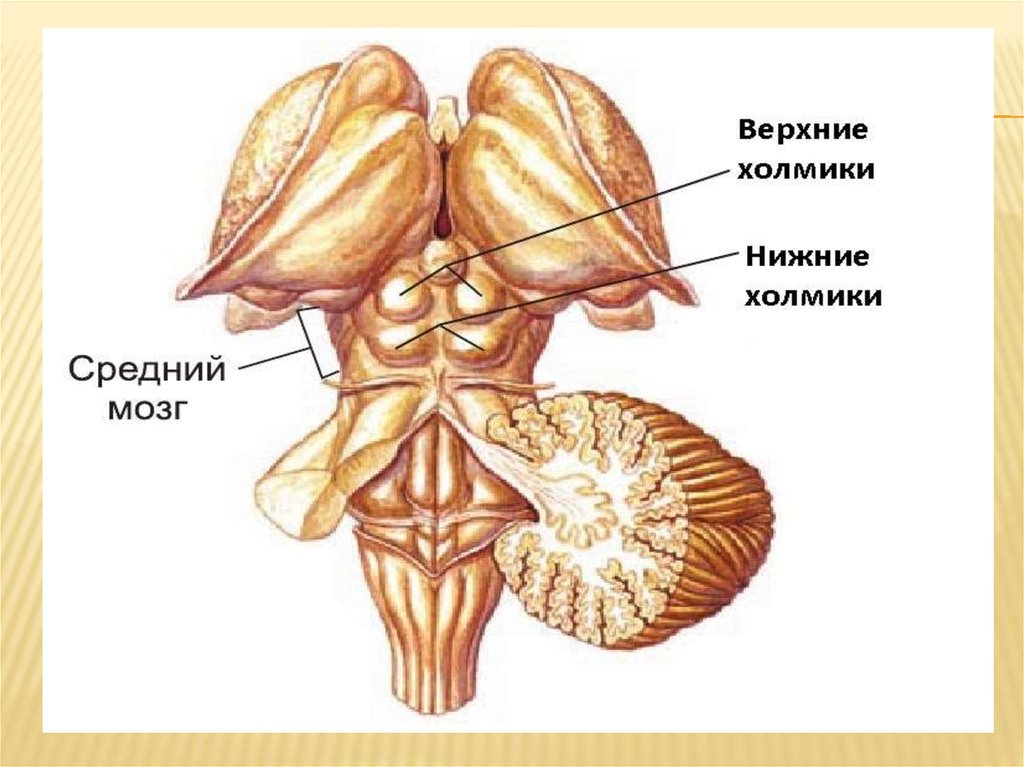 Нижние Бугры среднего мозга. Крыша среднего мозга (пластинка четверохолмия). Четверохолмие среднего мозга строение и функции. Верхние холмики четверохолмия.