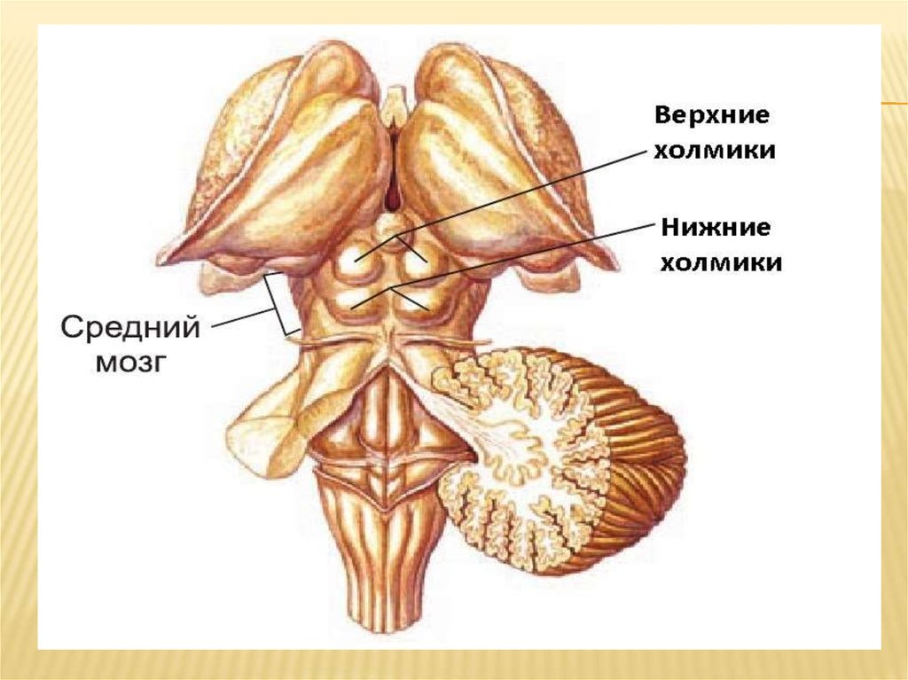 Четверохолмие головного мозга анатомия. Верхние Бугры четверохолмия. Ручка Нижнего холмика среднего мозга. Нижние холмики крыши среднего мозга.