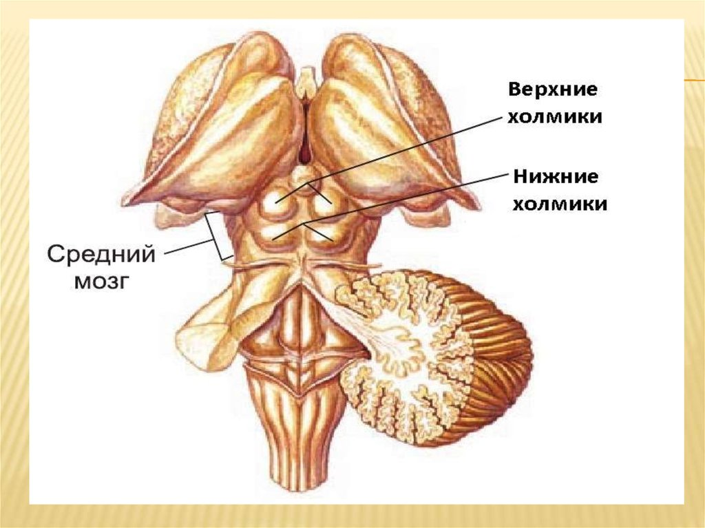 Пластинка четверохолмия анатомия. Средний мозг строение четверохолмие. Строение среднего мозга анатомия. Средний мозг анатомия внешнее строение.