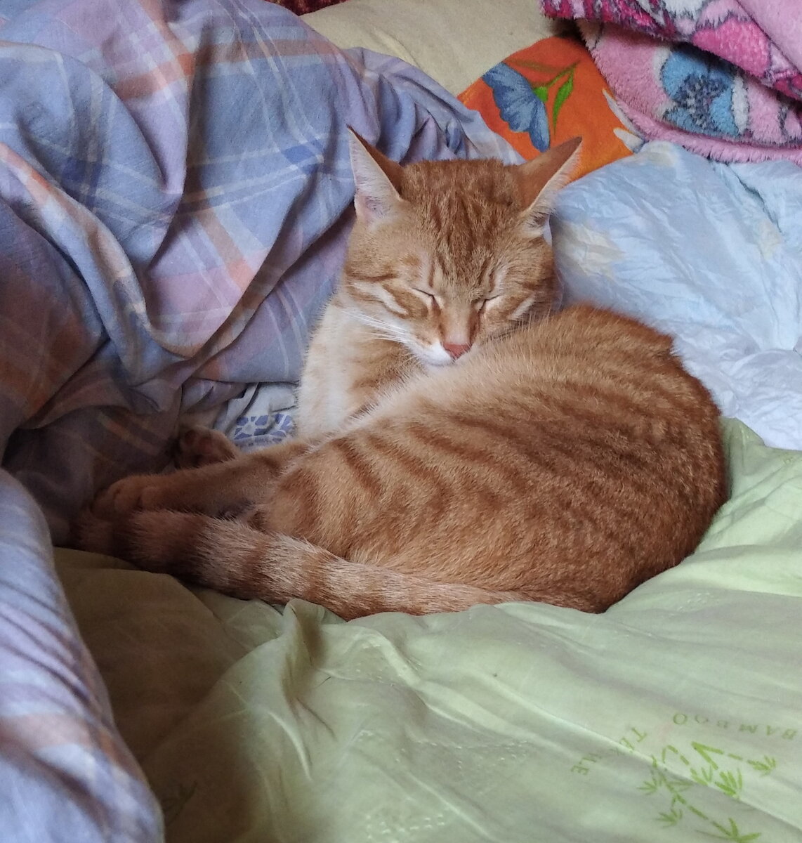 Личное  фото.