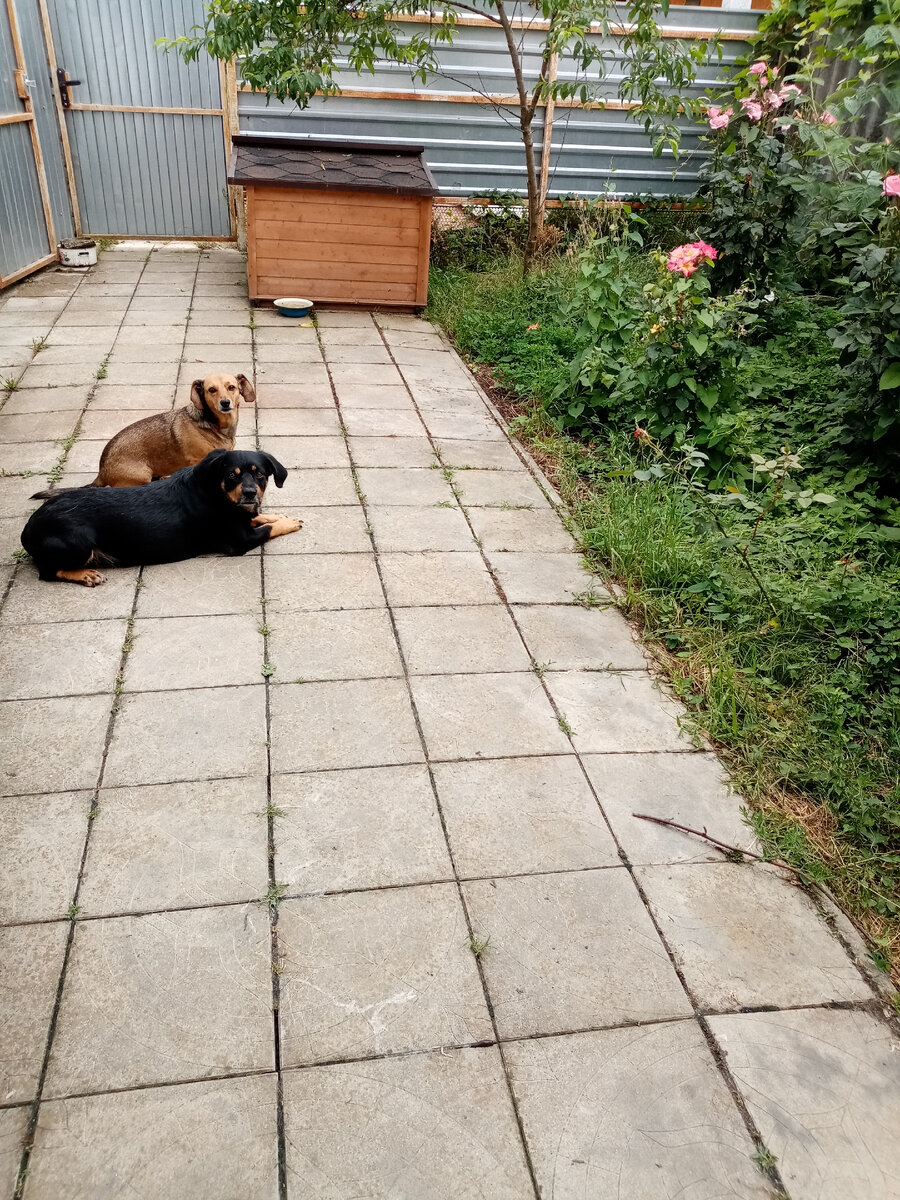 Альму с Гресей брала с собой, а Веллер оставался сторожевать. После приезда семья воссоединилась. Мамка с сыном.