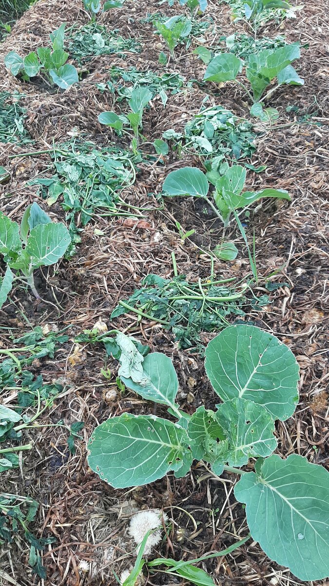 Капуста Мегатон от агрофирмы ПАРТНЁР. 