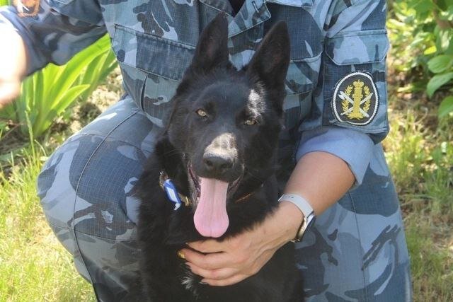  📷    Из Омска в Оренбургскую колонию передали восемь щенков немецкой овчарки Андрей Севостьянов