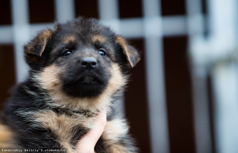    Фото: Дмитрий Кандинский / vtomske.ru