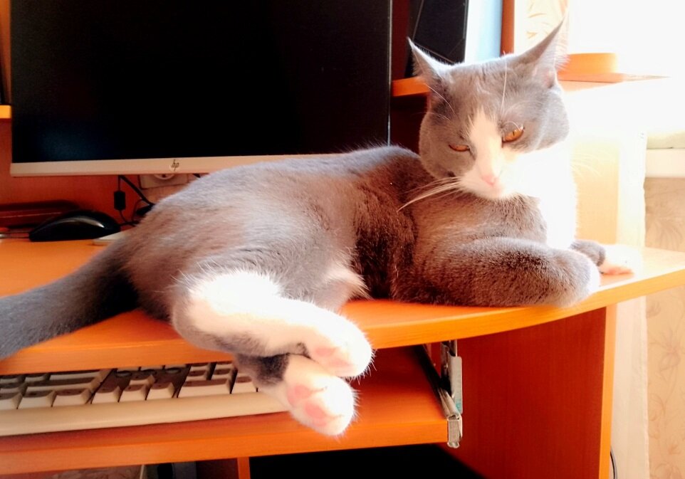 Маняша в ожидании любимого лакомства.