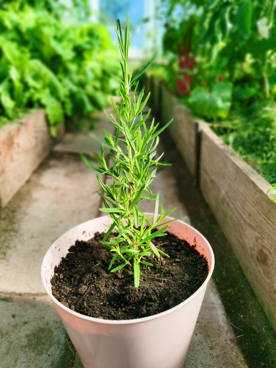 Саженец розмарина весна 2023