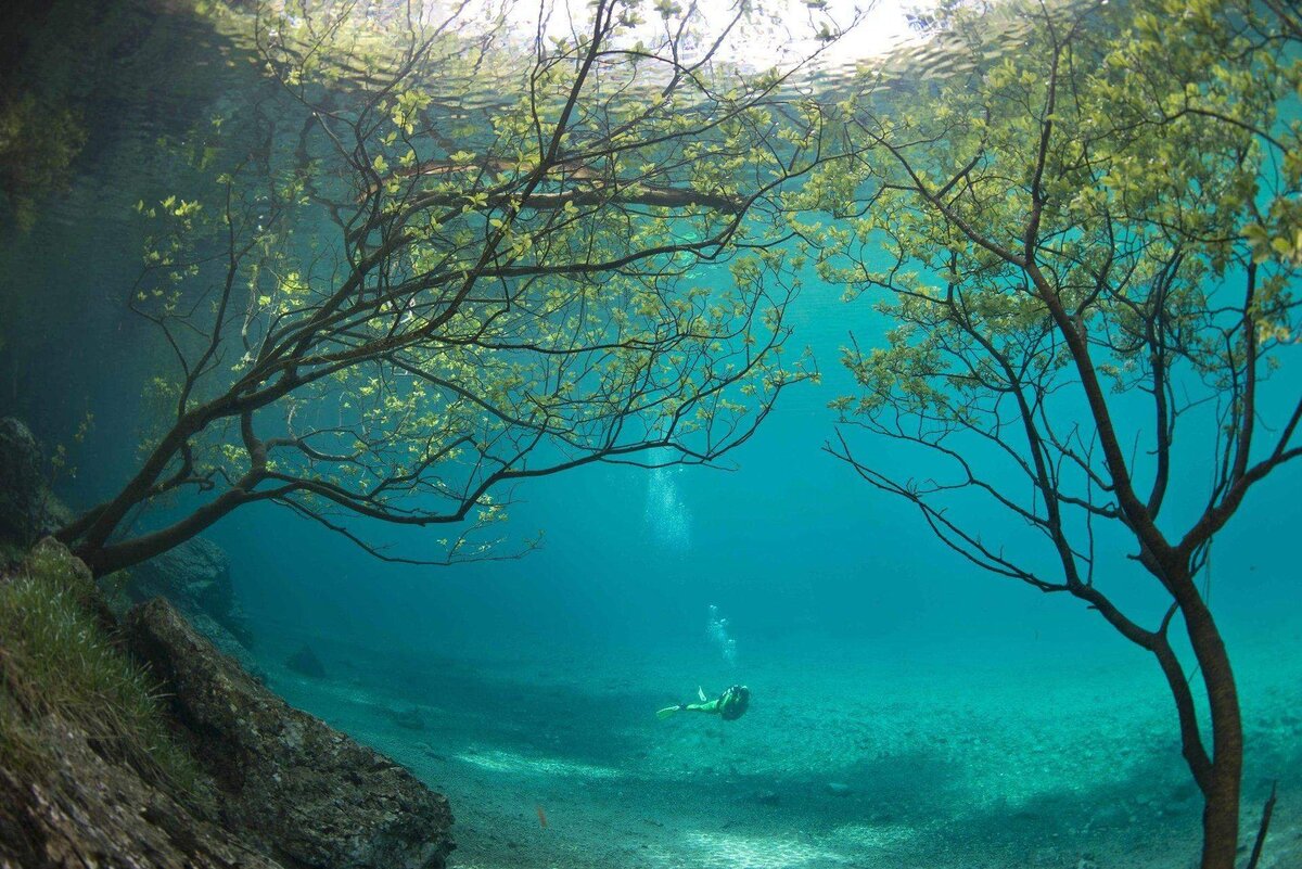 картинки дерево в воде