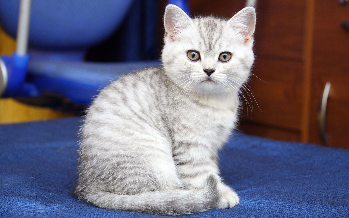 Серьезный кот