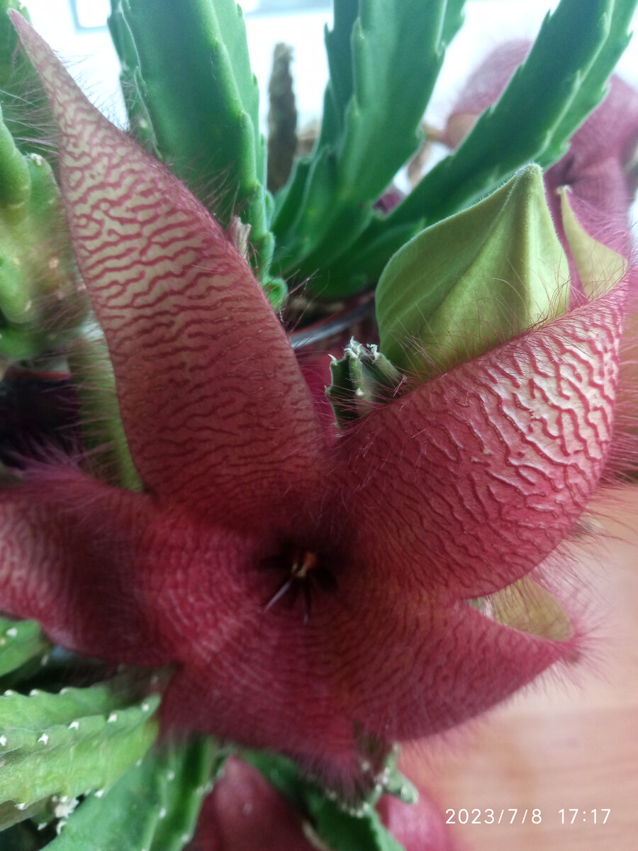 Фото автора цветок Сапелии и видно бутон