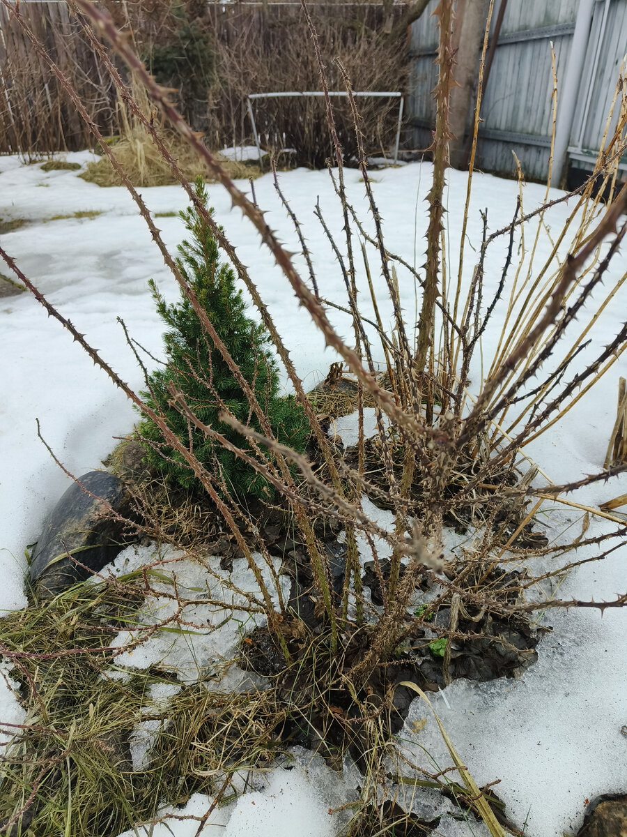 Очень неплохо проходит зимовка. Побеги почти метр.