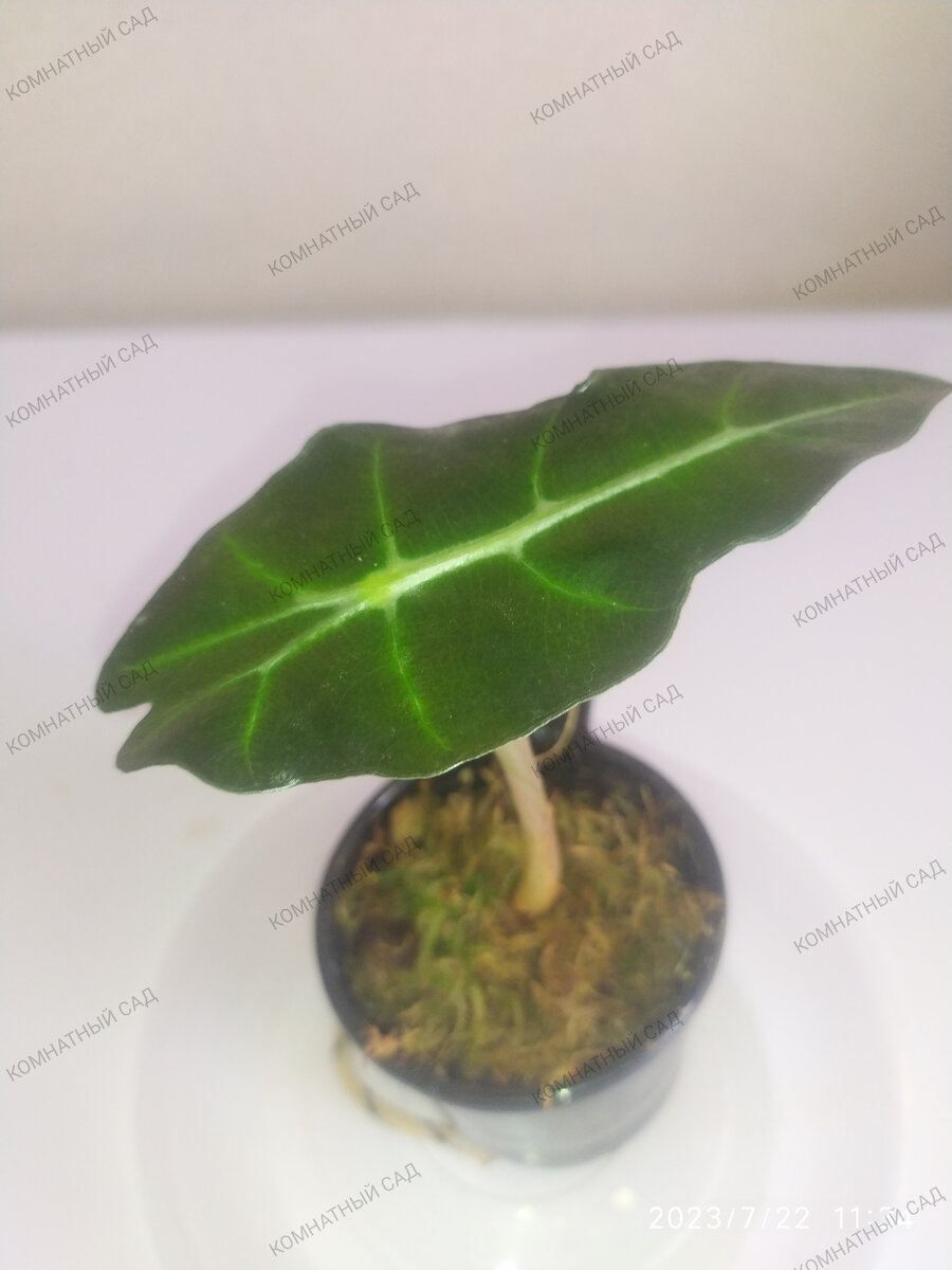 алоказия Дворф Амазоника