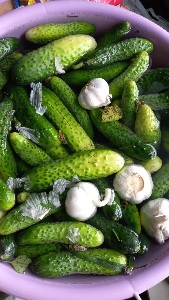 Фото автора канала. Пока спали после прогулки, огурчики отмокали