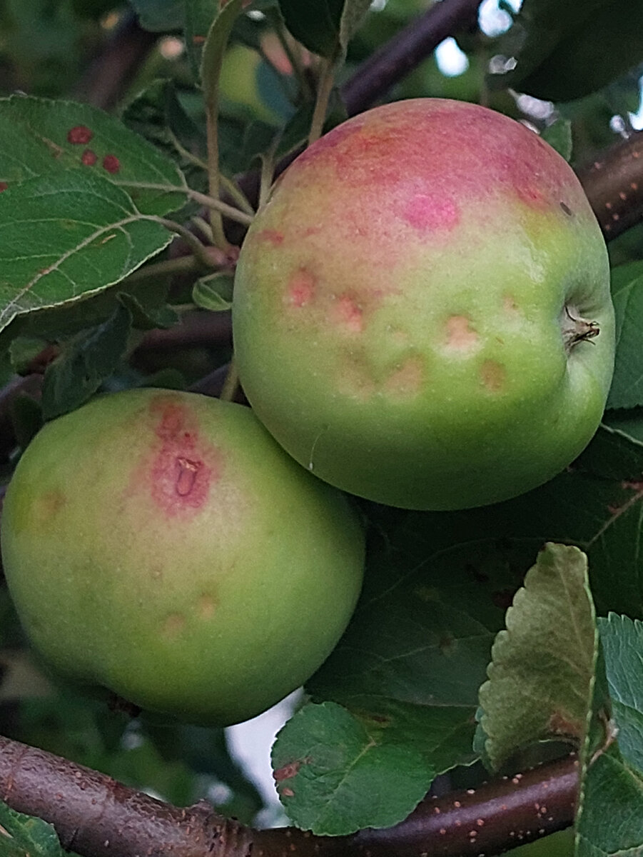 Яблокам досталось, осы рады, долбят дальше