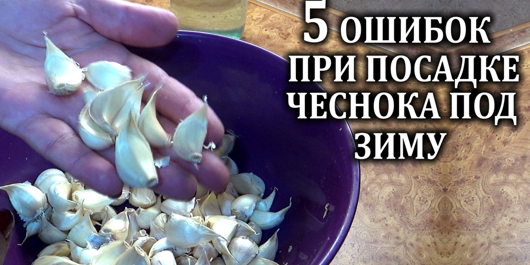 Не допускайте эти ошибки при подзимней посадке чеснока