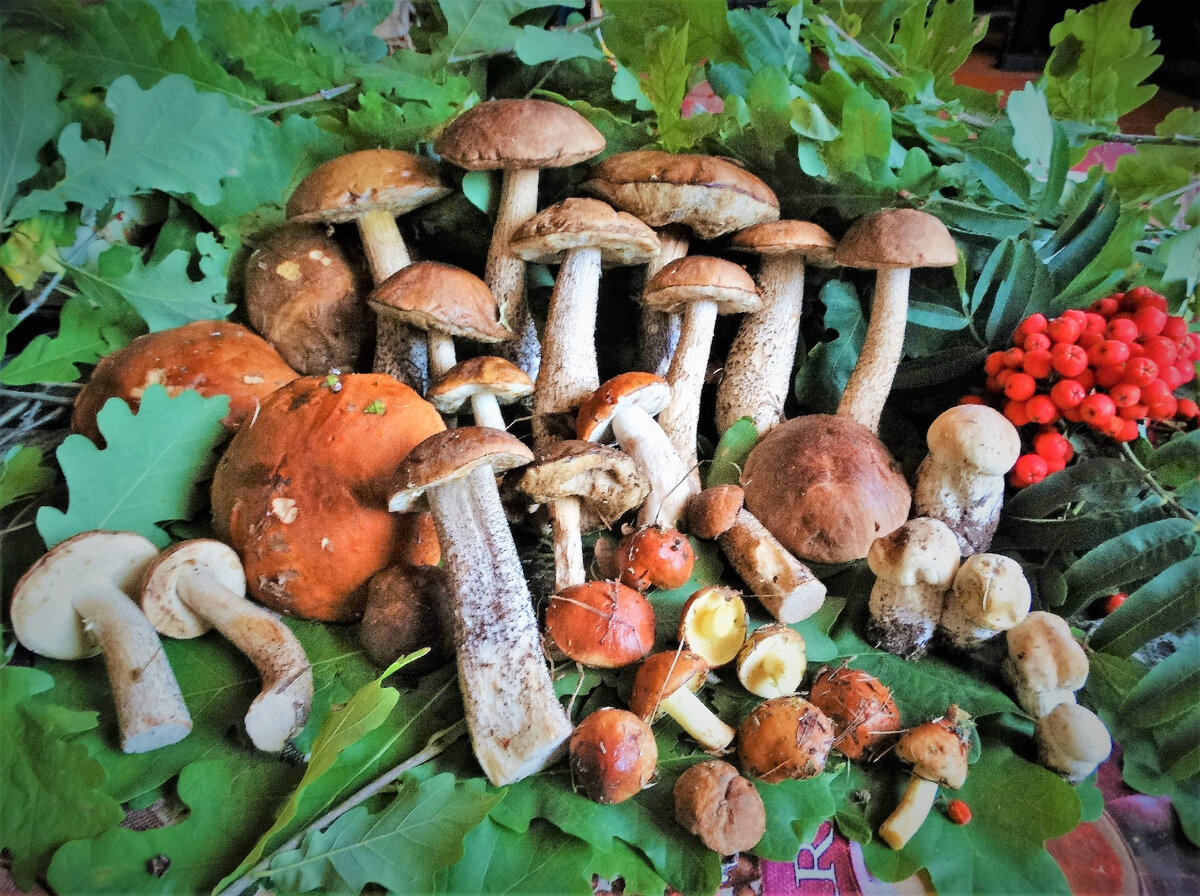 Немного моих любимых маслят, ах как они хороши с картошечкой!)