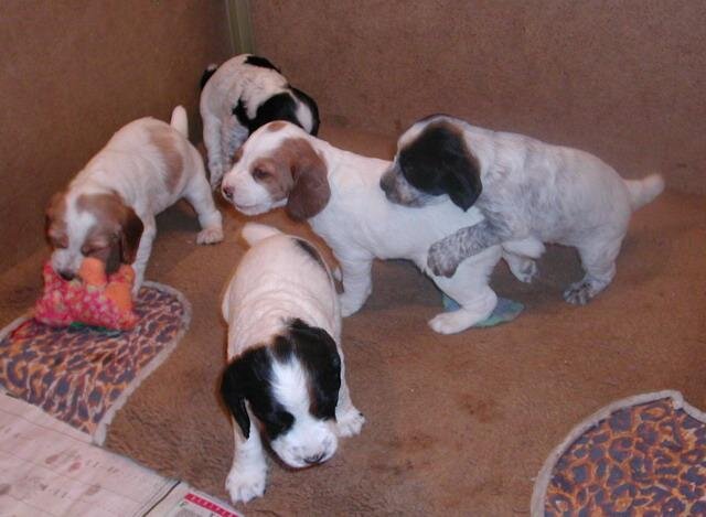 Позаимствовано из сайта о русских спаниелях  rus-spaniel.ru