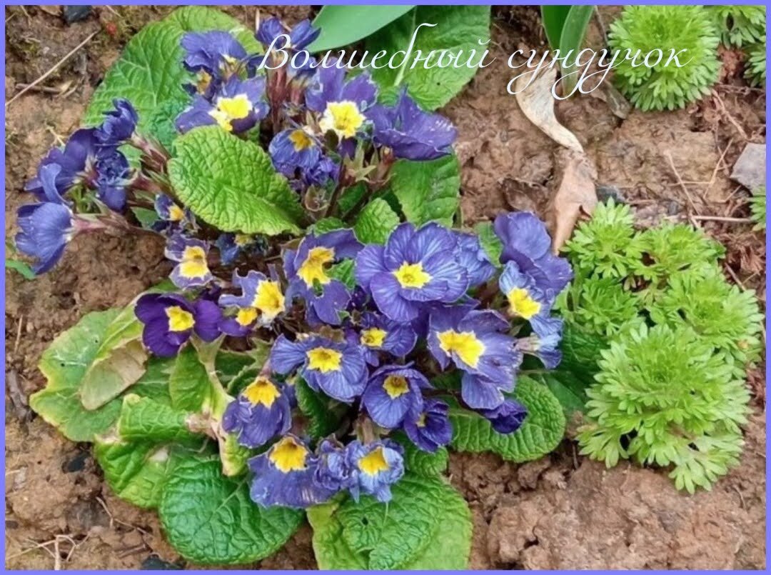 Примула Chic in Blue цветет обильно не взирая на то, что место для неё выбрано не лучшее и глинистая почва.