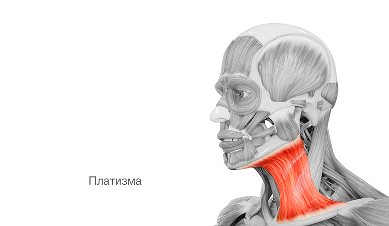 Платизма мышца