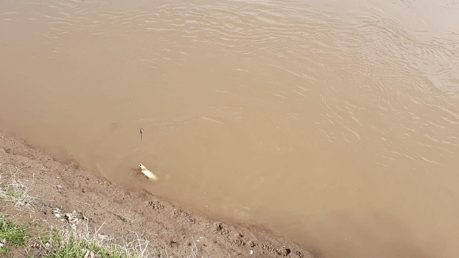Привет, друзья! Один день до запрета. Я выбрался на берег реки Сакмары, чтобы порыбачить на донку. Уровень воды стремительно падает. Рыба из-за грязной и холодной воды клюёт очень плохо.-8