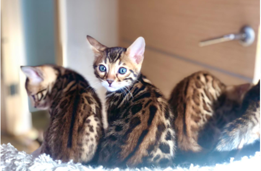 котята питомника Pretty Leopardik