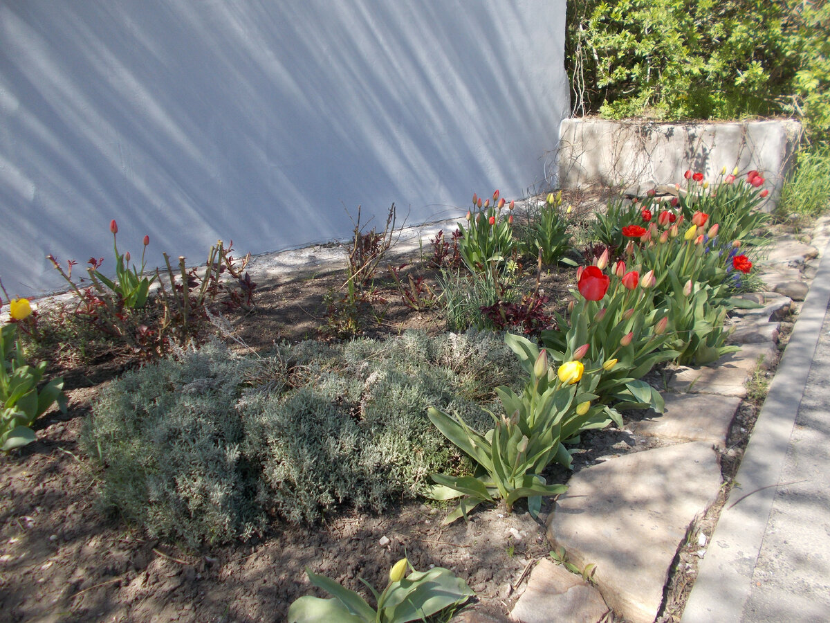 Цветы бесподобны