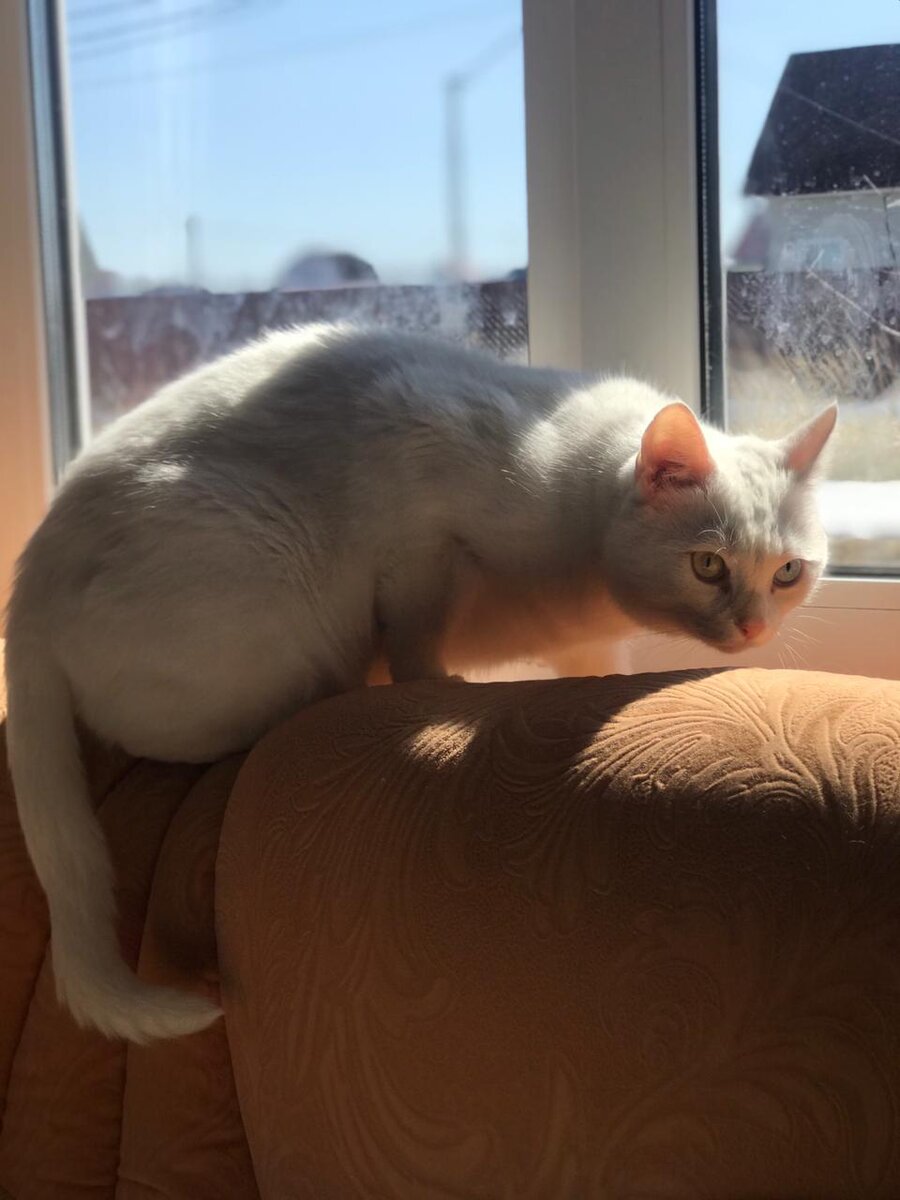 Тимоша на даче