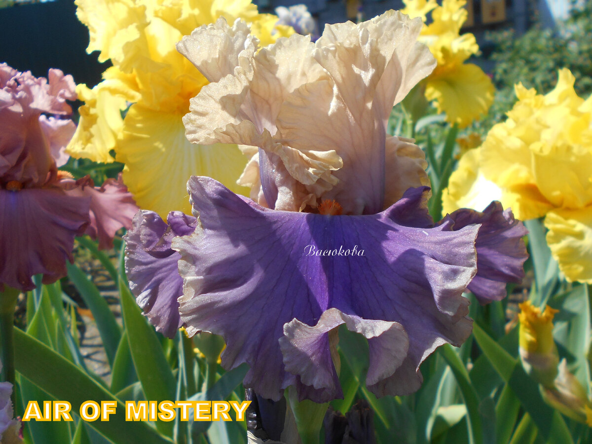 Ирисы – настоящее украшение любого участка или парковой зоны. 