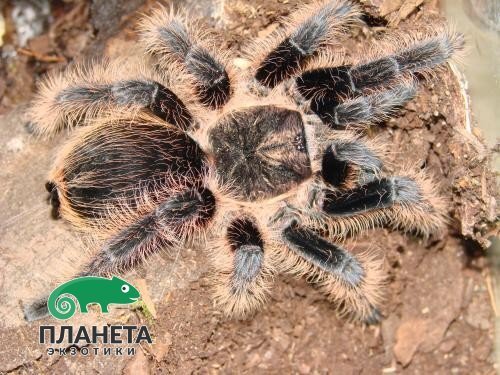 Brachypelma albopilosum (Беловолосковый паук-птицеед)
