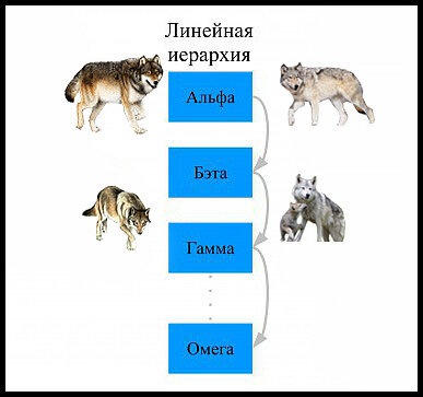 В волчьей стае все максимально справедливо