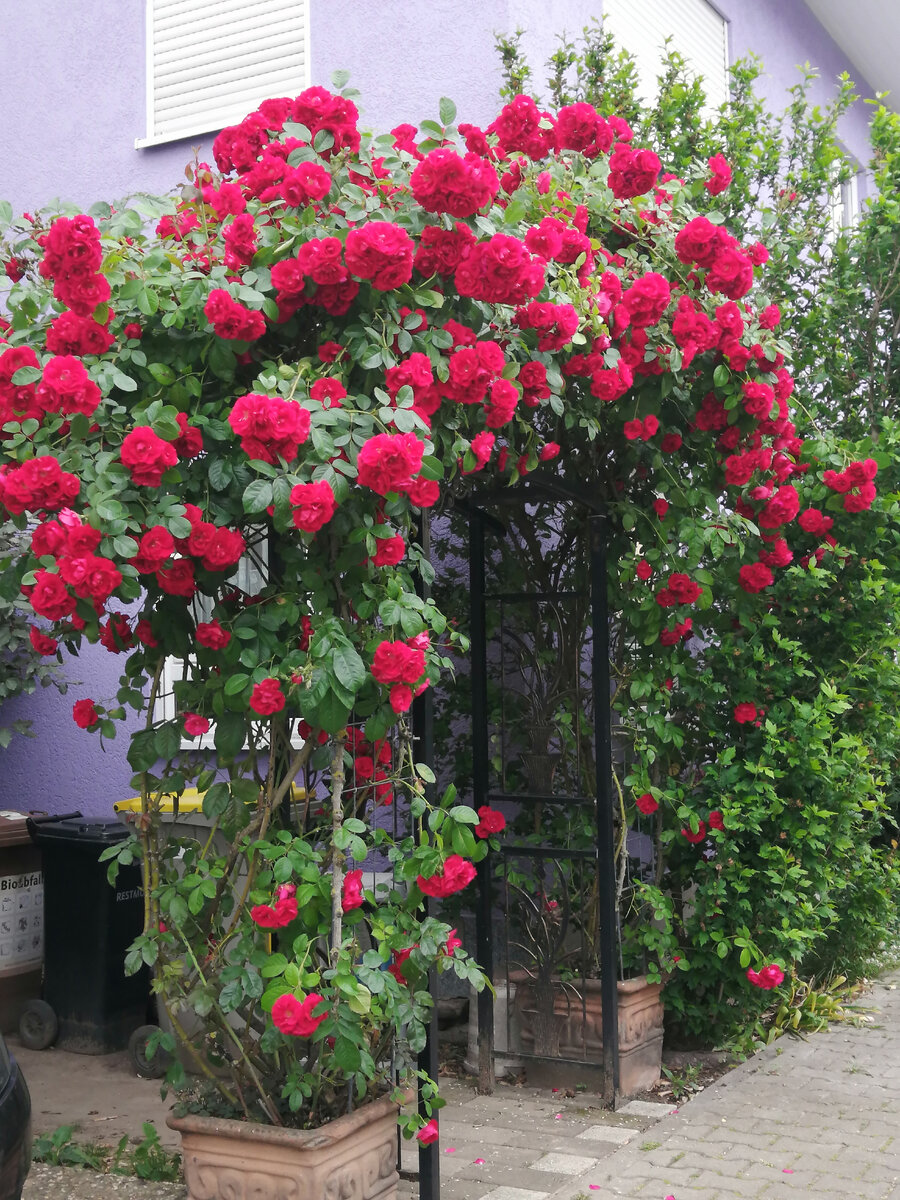 Например, вот так выглядит арка моих соседей