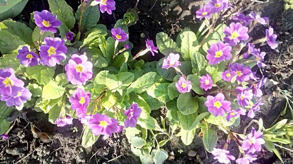 Примула