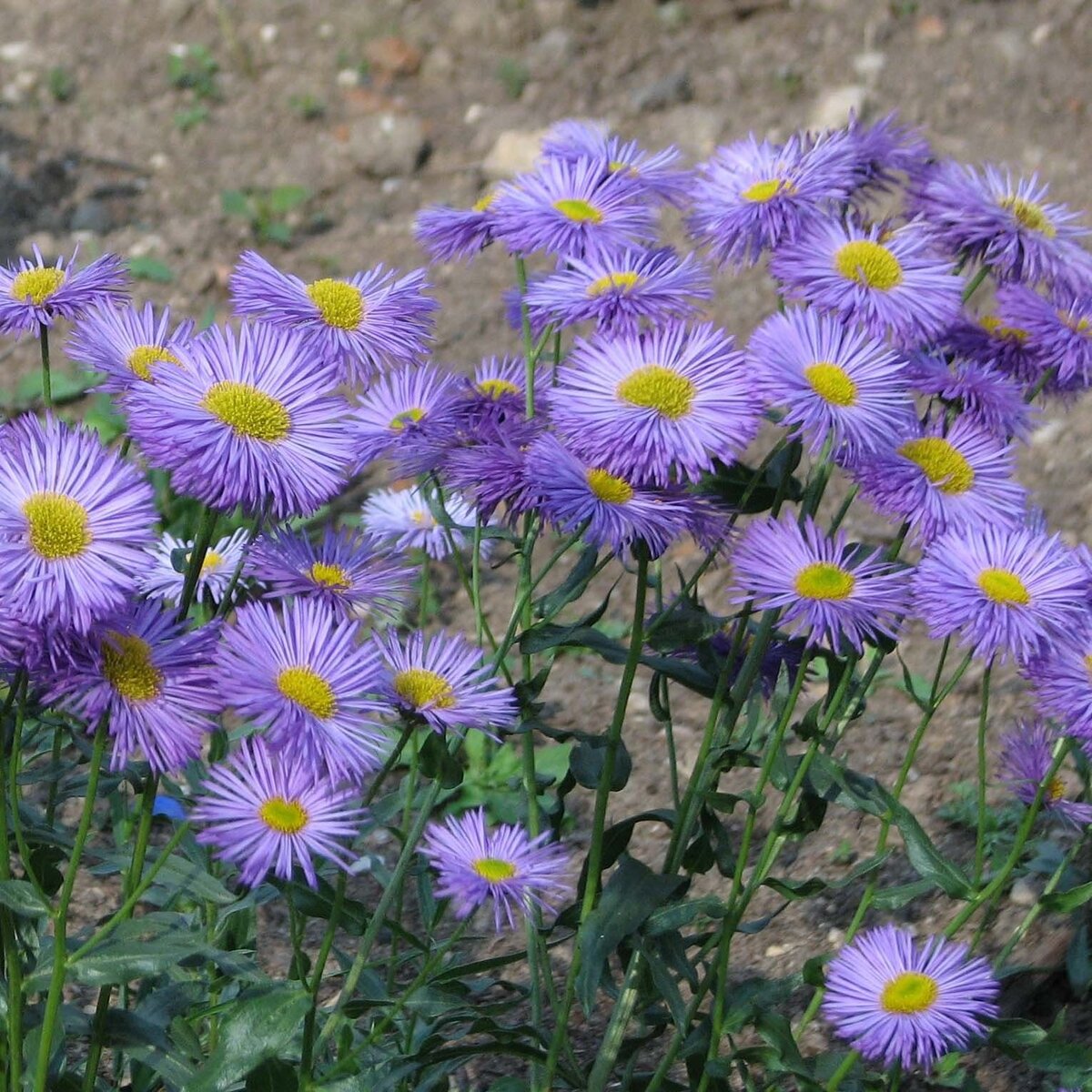 Erigeron macranthus Clear Blue русское название