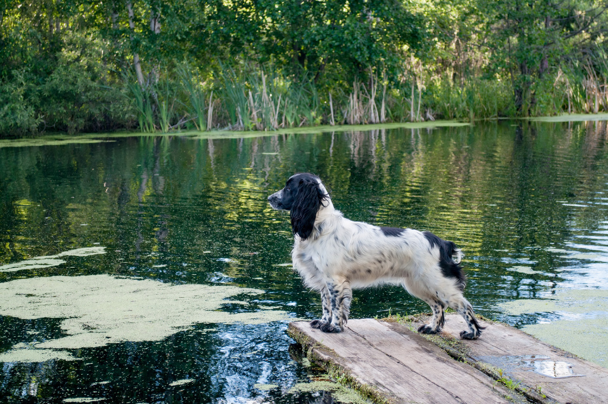 Дачница Соня.