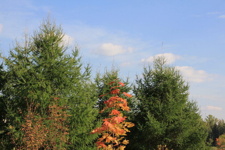 Музей-усадьба «Царицыно».    Автор фото: Петр Аксенов

