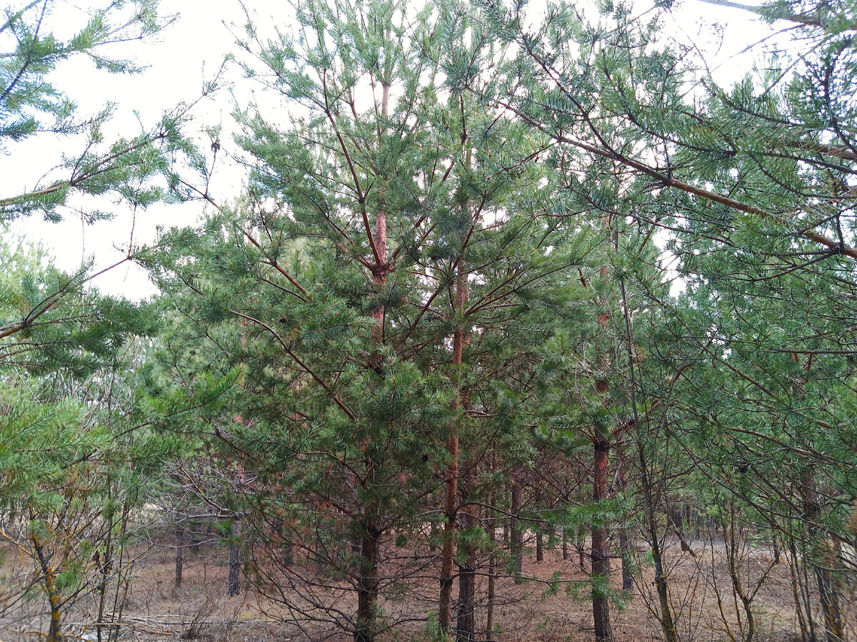 Лес - благородное место. Фото автора