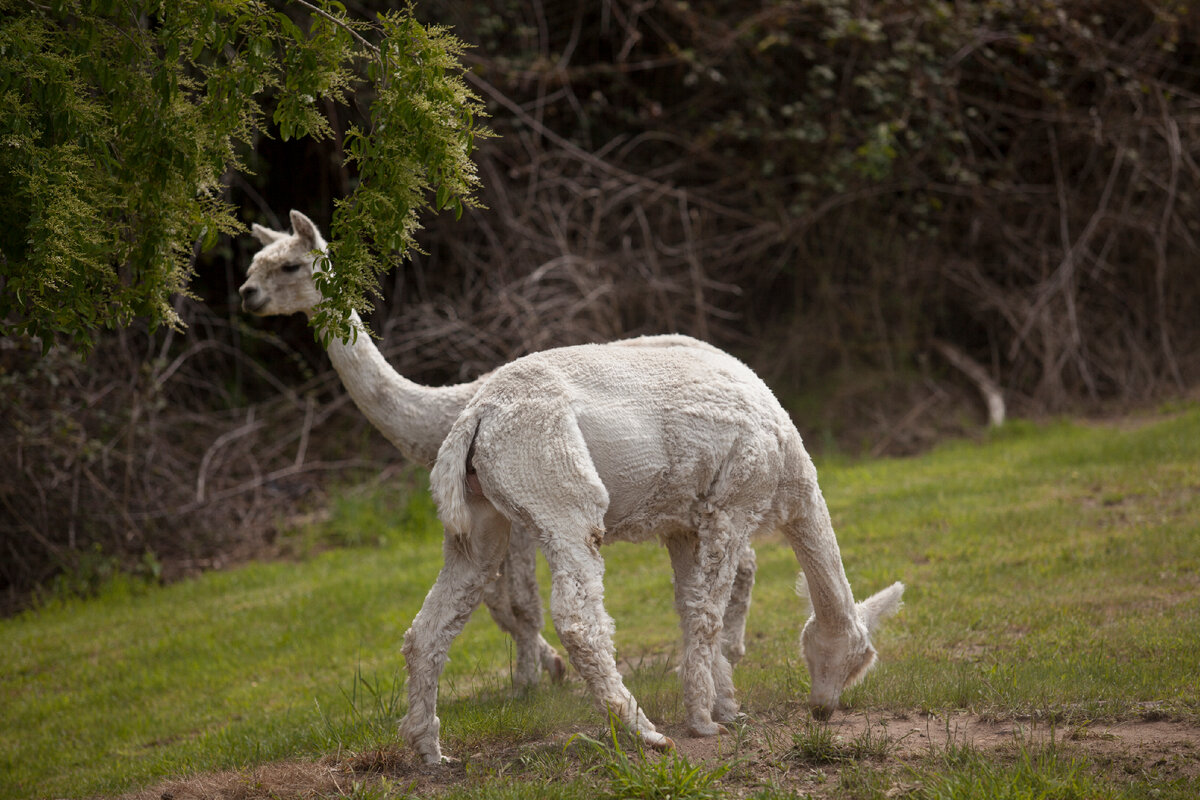 Тяни-толкай