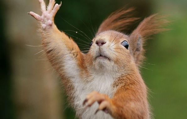 The sound of the park