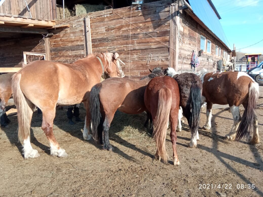 Посетил лошадиную ферму. Узнал, кто такие русские гиганты🐴 | А.Стерхов:  путешествия | Дзен