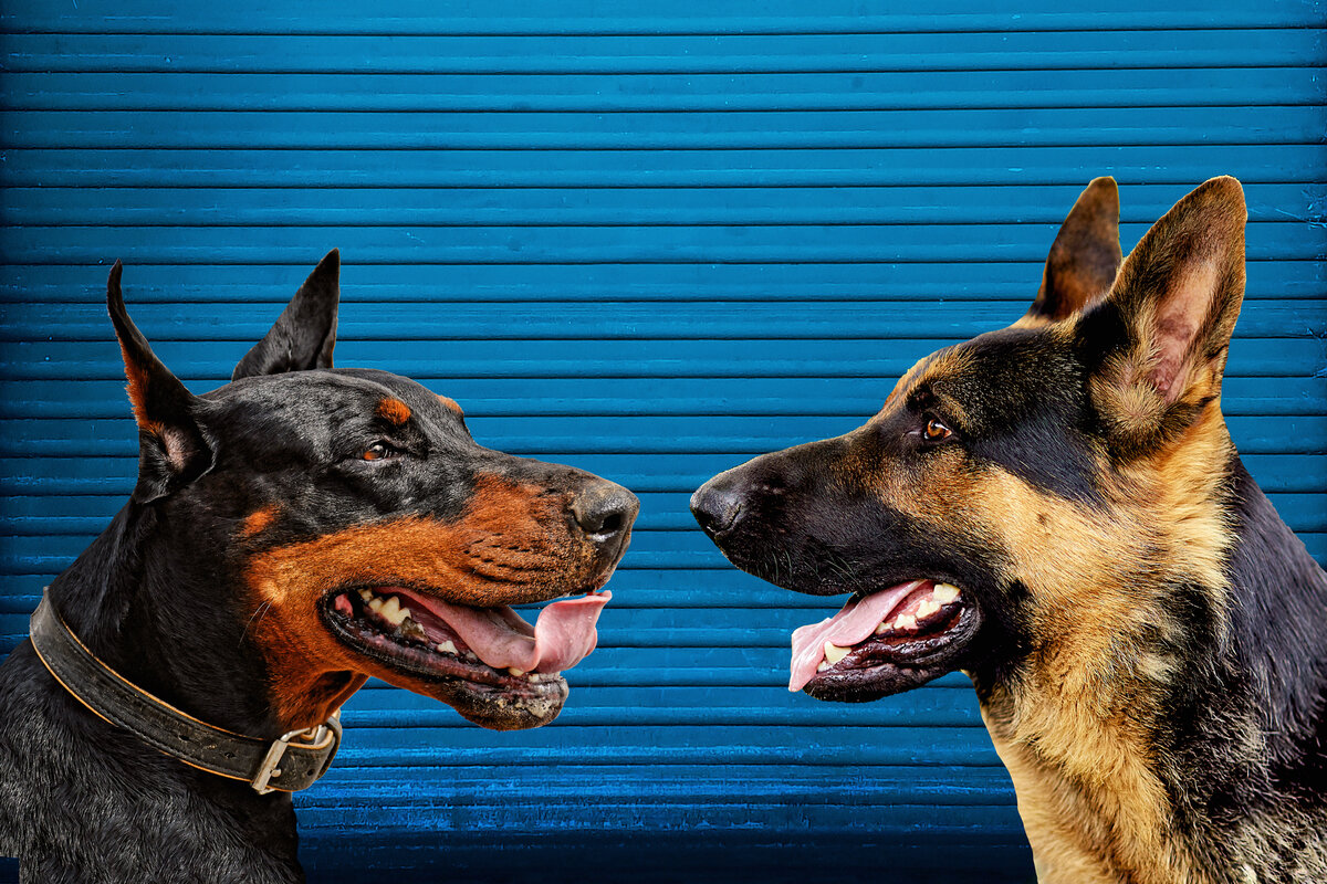 Фотоколлаж автора