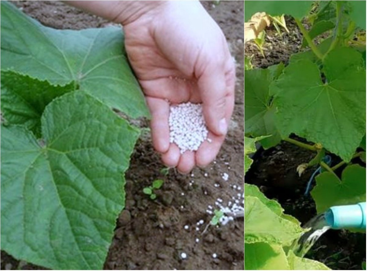 Подкормить огурцы суперфосфатом. Сульфат калия для огурцов. Сульфат калия для огурцов. Калийные удобрения для томатов. Подкормить огурцы суперфосфатом.