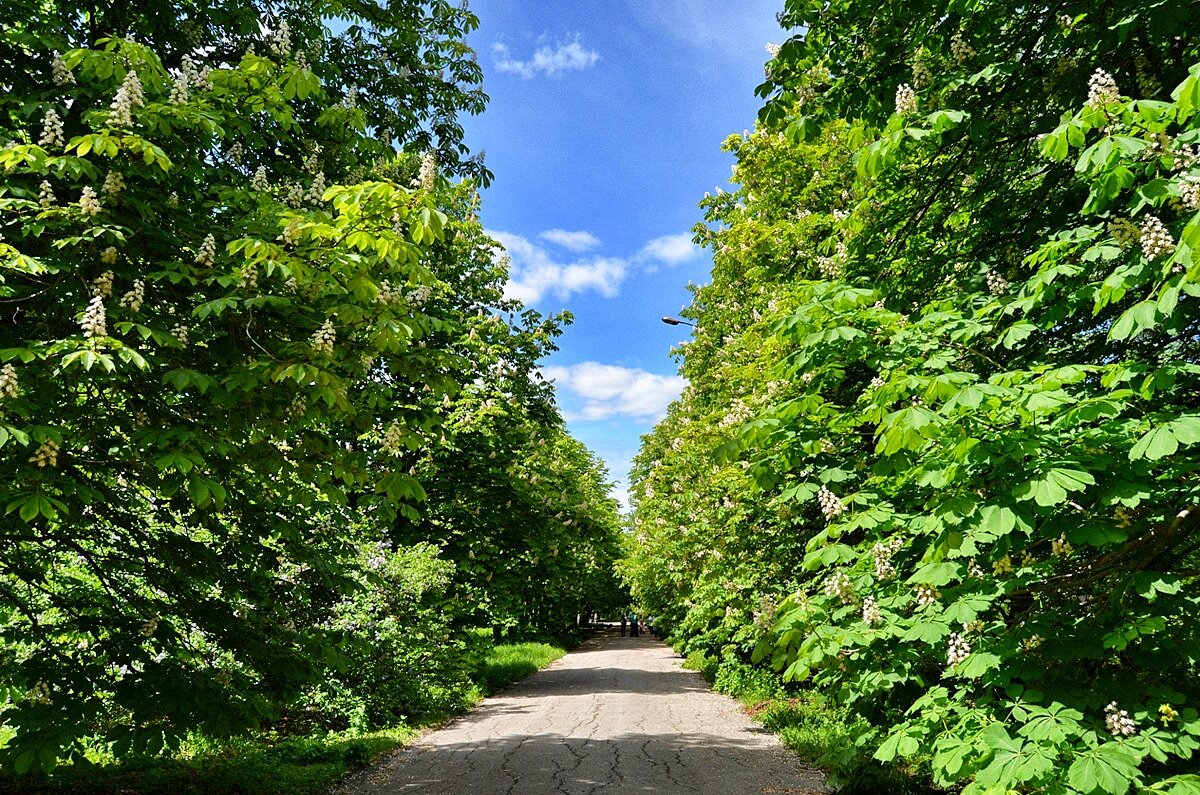 Оранжерея, пруды и альпийская горка