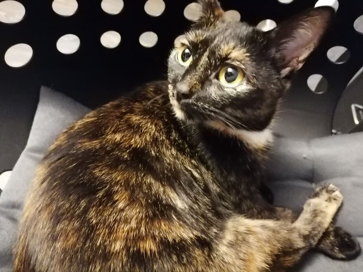 А это неженка малышка Моника. Фото автора.