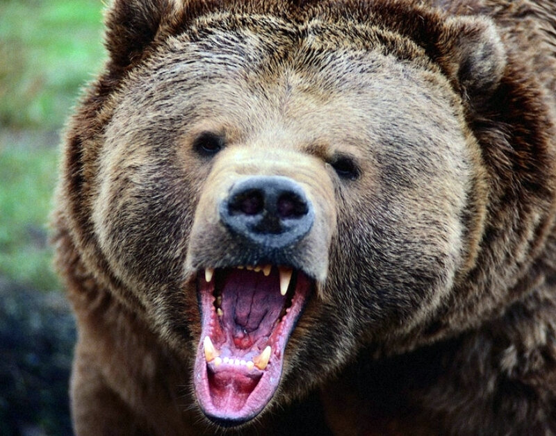 самый злой медведь в мире