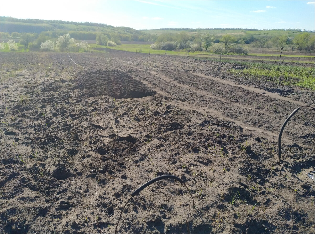 За два захода только половину грядки сделала....