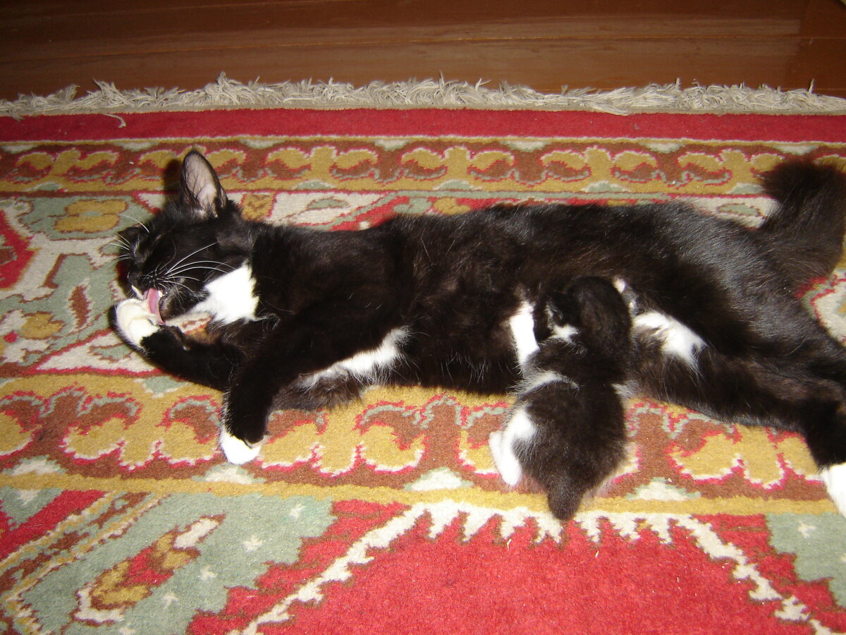 Те самые котики. Кошка Красавица и котёнок Игруля