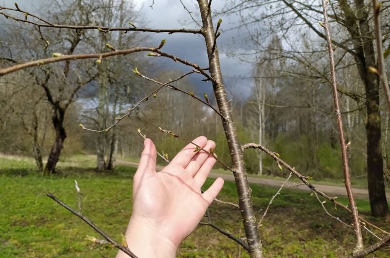 Вишня в саду.