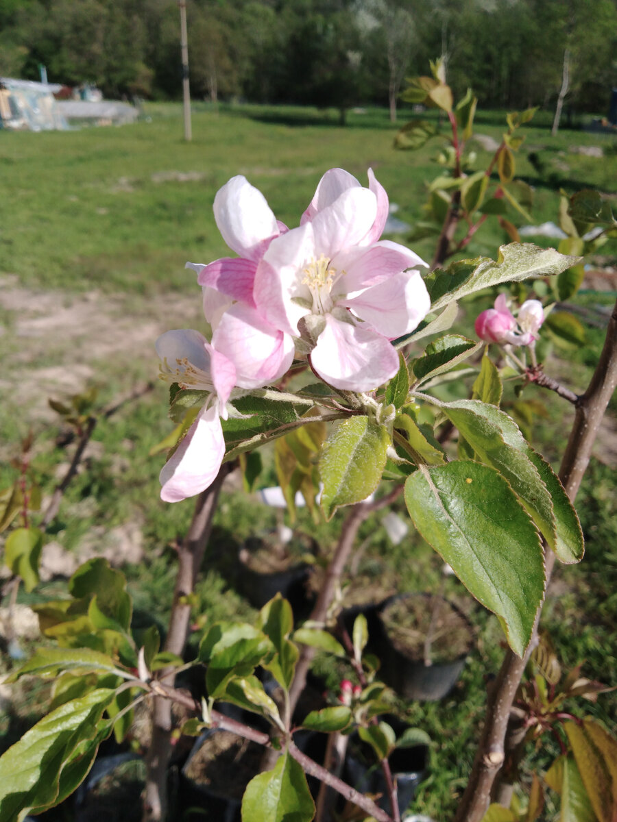 Яблонька зацвела