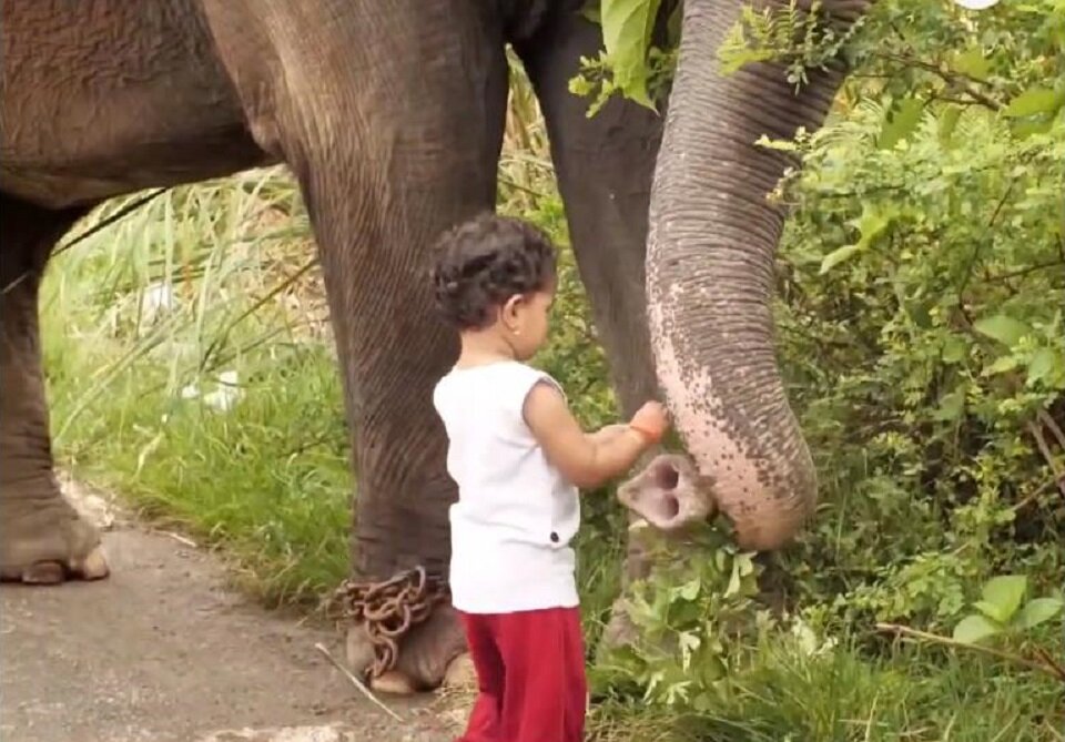 Самые сочные травинки для Умы 