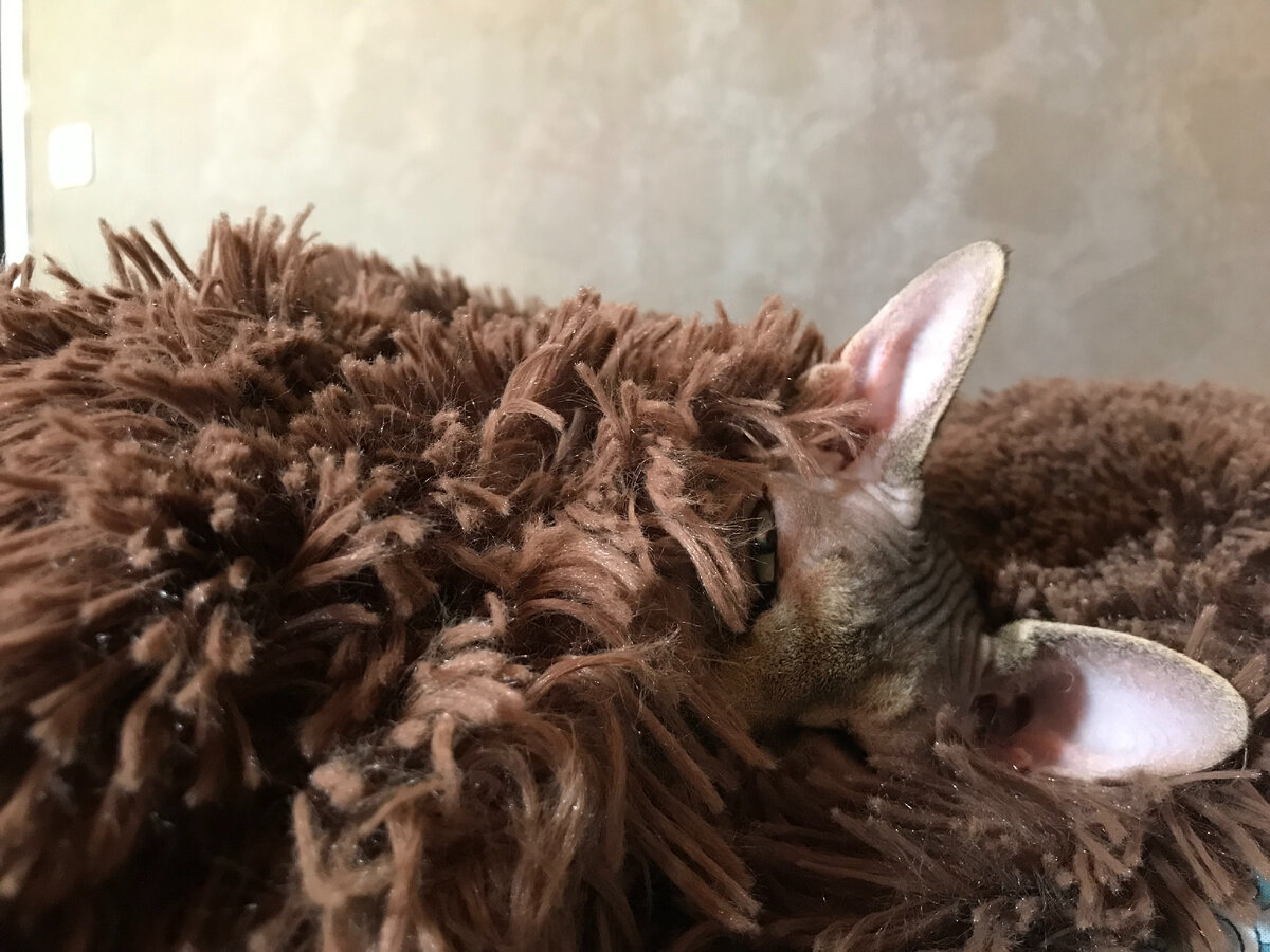 Канадский Сфинкс