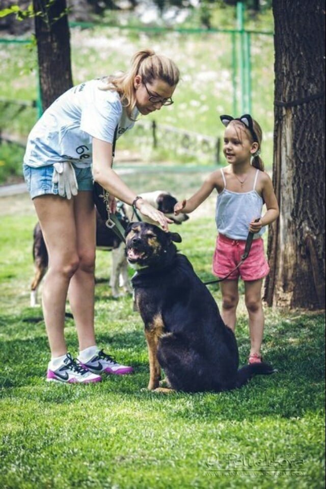 На выставке-пристройстве собак